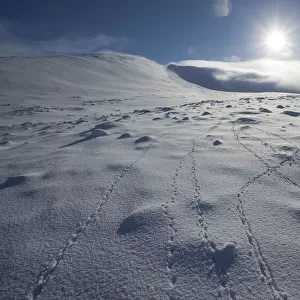 Rock ptarmigan (Lagopus mutus) tracks in snow, with low winter sun, Lochain Mountain