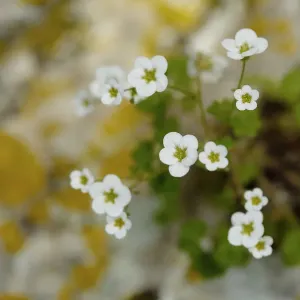 Rockfoil flowers (Saxifraga bourgaeana) Sierra de Grazalema Natural Park, southern Spain, May Rockfoil flowers (Saxifraga bourgaeana) Sierra de Grazalema Natural Park, southern Spain, May