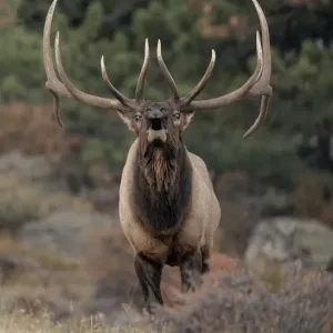 El ciervo de montaña rocosa (Cervus elaphus nelsoni) macho silbando durante la celo. El ciervo de montaña rocosa (Cervus elaphus nelsoni) macho silbando durante la celo.