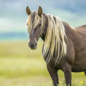 Rocky Mountain Horse Print, Bozeman, Montana Rocky Mountain Horse Print, Bozeman, Montana