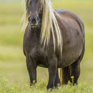 Rocky mountain horse, Bozeman, Montana, USA. June