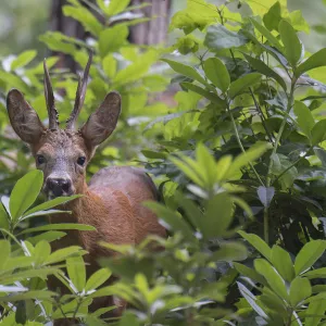 Images Dated 2015 July: 12 Jul 2015