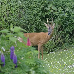 Roe deer (Capreolus capreolus) buck with well developed horns standing on garden lawn