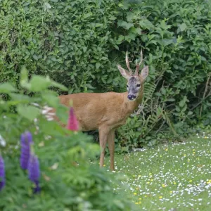 Roe deer buck print, standing on garden lawn with daisies and buttercups