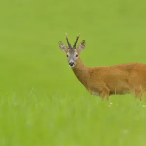 Roe deer (Capreolus capreolus) buck feeding in a field at dusk. Perthshire, Scotland, August Roe deer (Capreolus capreolus) buck feeding in a field at dusk. Perthshire, Scotland, August