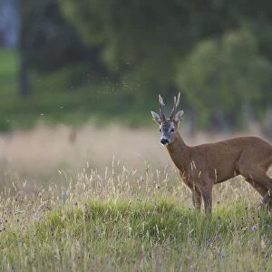 Roe deer (Capreolus capreolus) buck in a meadow in summer, Cairngorms NP, Scotland