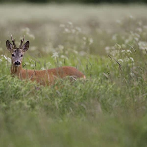 Roe deer (Capreolus capreolus) buck in wet meadow, Nemunas Regional Park, Lithuania