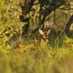 Roe Deer (Capreolus capreolus) buck in a woodland field. Perthshire, Scotland, June