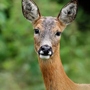 Roe deer (Capreolus capreolus) doe, head portrait, Fife, Scotland, UK. July. Captive