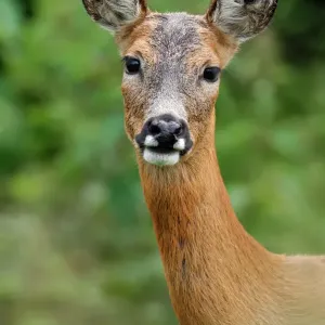 Ciervo roe (Capreolus capreolus) hembra, retrato de cabeza, Fife, Escocia, Reino Unido. Julio. Captivo.