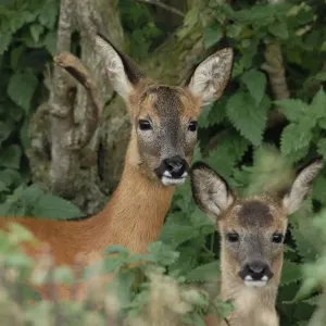 Ciervo roe (Capreolus capreolus) hembra con cervatillo parado en seto, Fife, Escocia, Reino Unido. Septiembre.