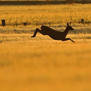 Roe Deer (Capreolus capreolus) doe leaping through barley field in dawn light. Perthshire