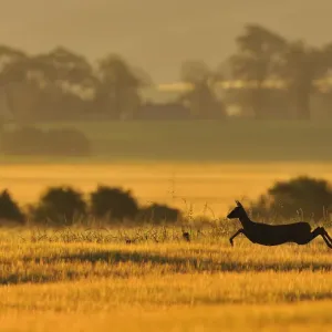 Roe Deer Doe Running in a Barley Field Print Roe Deer Doe Running in a Barley Field Print