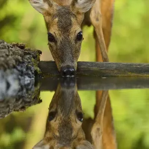 Roe deer drinking print, Pusztaszer landscape, Hungary Roe deer drinking print, Pusztaszer landscape, Hungary