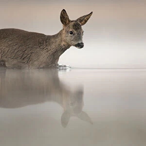 Roe deer (Capreolus capreolus) entering pond about to swim across it. Valkenhorst Nature Reserve