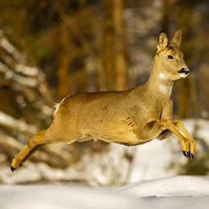 Roe deer (Capreolus capreolus) female leaping in snow, Southern Norway, March