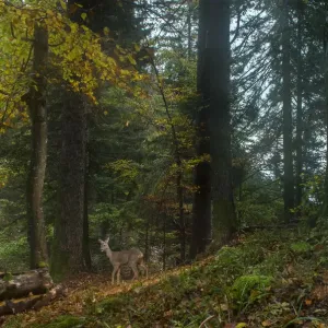 Roe deer (Capreolus capreolus) female in woodland, Jura mountains, Switzerland, October