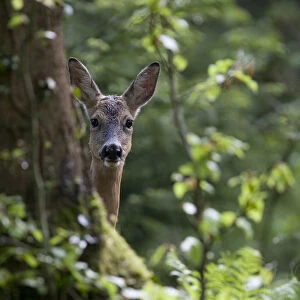 Roe Deer (Capreolus capreolus) hiding behind a tree. Black Forest, Germany, May