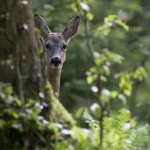 Roe Deer Print - Black Forest Tree Cover Roe Deer Print - Black Forest Tree Cover