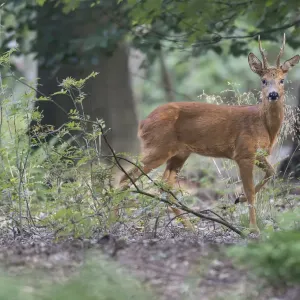 Roe deer buck Print in woodland, Peerdsbos, Brasschaat Roe deer buck Print in woodland, Peerdsbos, Brasschaat