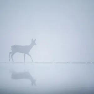 Cervo roe (Capreolus capreolus) all'alba nebbiosa ai margini di un laghetto. Riserva naturale Valkenhorst, Valkenswaard, Paesi Bassi. Dicembre Cervo roe (Capreolus capreolus) all'alba nebbiosa ai margini di un laghetto. Riserva naturale Valkenhorst, Valkenswaard, Paesi Bassi. Dicembre