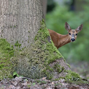 Roe Deer (Capreolus capreolus) in woodland, Peerdsbos, Brasschaat, Belgium, June