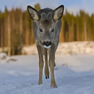 Roe deer (Capreolus capreolus) young male walking through snow. Close-up, portrait Roe deer (Capreolus capreolus) young male walking through snow. Close-up, portrait
