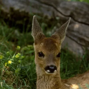 Roe deer fawn resting {Capreolus capreolus} Europe 2005 BRUNEL PROMOTIONS CALENDAR