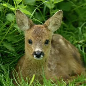 British Wildlife