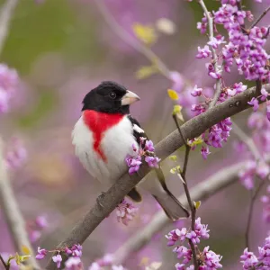 Rose-breasted grosbeak (Pheucticus ludovicianus), male perched in flowering Eastern redbud tree