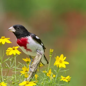 Rose-breasted Grosbeak (Pheucticus ludovicianus) male, perched amid Threadleaf Coreopsis