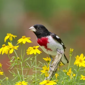 Rose-breasted Grosbeak (Pheucticus ludovicianus) male, perched amid Threadleaf Coreopsis Rose-breasted Grosbeak (Pheucticus ludovicianus) male, perched amid Threadleaf Coreopsis