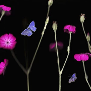 Rose campion / catchfly (Lychnis coronaria) in flower with an Escheraes blue butterfly