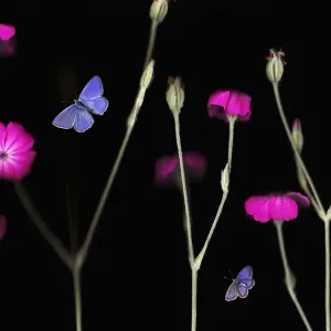 Rose campion print with Escheraes blue and Silver-studded blue butterflies Rose campion print with Escheraes blue and Silver-studded blue butterflies