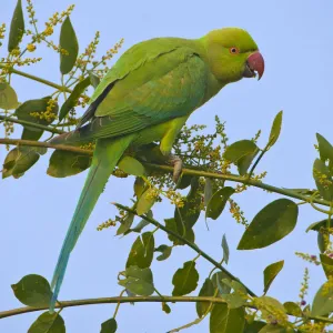 Rose-ringed parakeet (Psittacula krameri), female feeding, Rajasthan, India