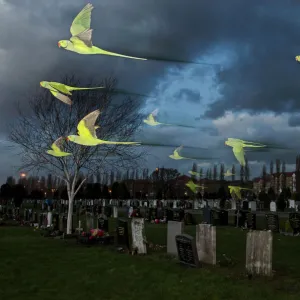 Rose-ringed / ring-necked parakeets (Psittacula krameri) in flight on way to roost in an urban cemetery, London, UK. January. Finalist in the Birds category, Wildlife Photographer of the Year Awards (WPOY competition) 2014