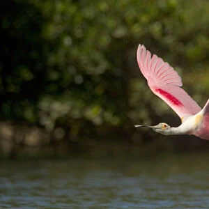 Roseate spoonbill (Ajaia ajaja) adult in breeding plumage in flight over water, mangroves