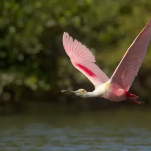Roseate spoonbill (Ajaia ajaja) adult in breeding plumage in flight over water, mangroves Roseate spoonbill (Ajaia ajaja) adult in breeding plumage in flight over water, mangroves