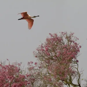 Roseate Spoonbills (Platalea ajaja) in flight, Pantanal, Mato Grosso do Sul, Brazil