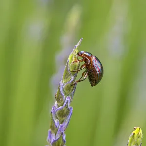 Rosemary beetle (Chrysolina americana) feeding on Lavender (Lavandula angustifolia