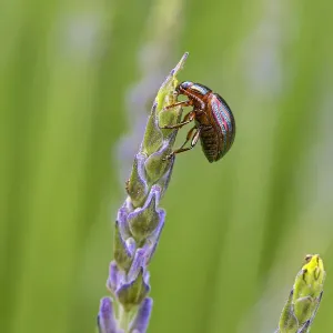 La escarabajo de romero (Chrysolina americana) alimentándose de lavanda (Lavandula angustifolia). La escarabajo de romero (Chrysolina americana) alimentándose de lavanda (Lavandula angustifolia).