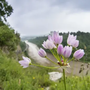 Rosy Garlic Print, Avon Gorge, Bristol Rosy Garlic Print, Avon Gorge, Bristol
