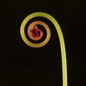 Rosy Sundew Print: Curled Flower Bud Rosy Sundew Print: Curled Flower Bud
