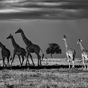 Rothschild giraffes (Giraffa camelopardalis rothschildi), three walking in shade and three walking in light, Mara North Conservancy, Kenya. October