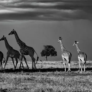 I giraffi Rothschild (Giraffa camelopardalis rothschildi), tre camminando all'ombra e tre camminando alla luce, Mara North Conservancy, Kenya. Ottobre. I giraffi Rothschild (Giraffa camelopardalis rothschildi), tre camminando all'ombra e tre camminando alla luce, Mara North Conservancy, Kenya. Ottobre.