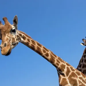 Rothschild's giraffe (Giraffa camelopardalis rothschildi) two curious giraffes looking down, captive Rothschild's giraffe (Giraffa camelopardalis rothschildi) two curious giraffes looking down, captive