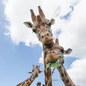 Rothschild's giraffes (Giraffa camelopardalis rothschildi), feeding on leaves, Woburn Safari Park, UK, June, captive