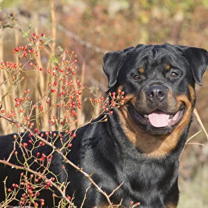 Rottweiler in autumnal vegetation with berries, Madison, Connecticut, USA