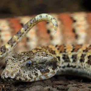 Rough-scaled death adder (Acanthophis rugosus) waving tip of tail as a lure to entice