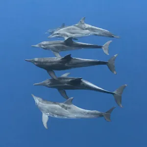 Rough-toothed dolphins Print: Small group at depth, Vava'u, Tonga Rough-toothed dolphins Print: Small group at depth, Vava'u, Tonga